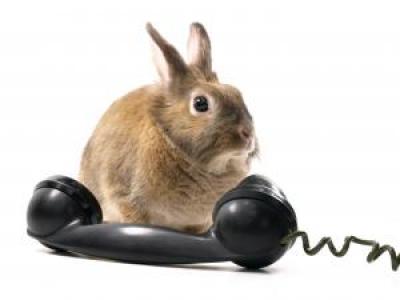 Bunny with telephone