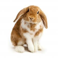 Is LVMH Cruelty-Free or Vegan? » Vegan Rabbit